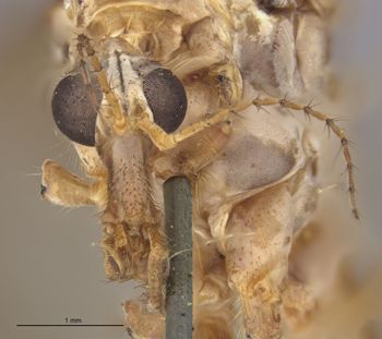 Media type: image;   Entomology 10272 Aspect: head frontal view